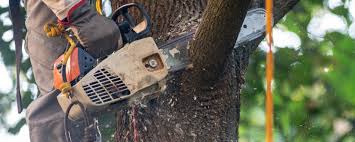  Concord, MO Tree Services Pros