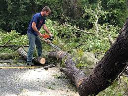 Best Emergency Tree Removal  in Concord, MO