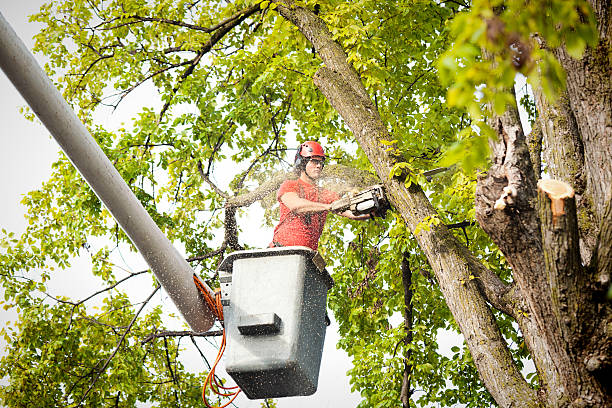 How Our Tree Care Process Works  in  Concord, MO