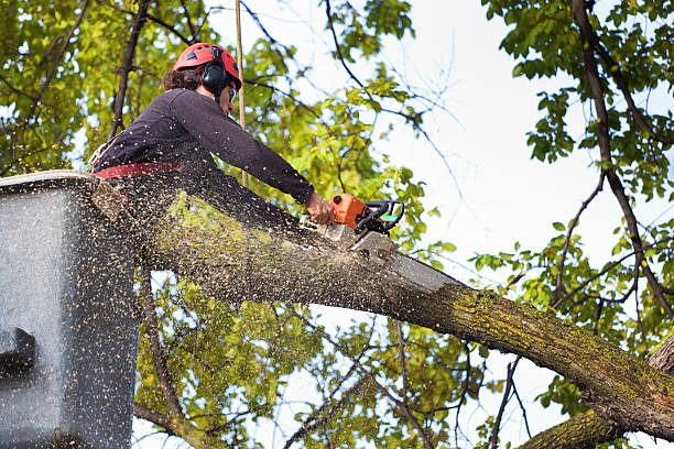 Best Hedge Trimming  in Concord, MO